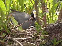 Frieda im Nest